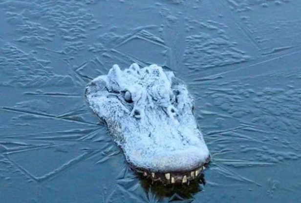 Frozen Gator.jpg