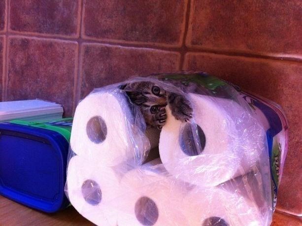 cat on a roll.jpg