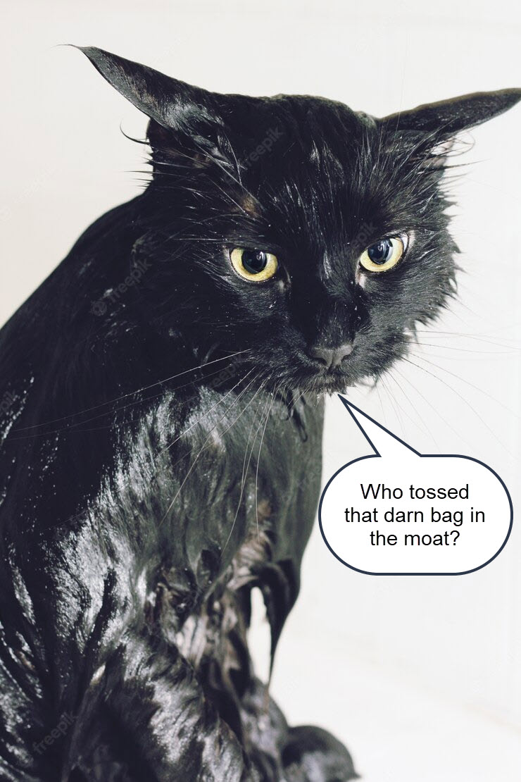 Wet Cat.jpg