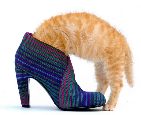 Untitledcatshoe.png