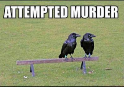 Attempted Murder2.jpg
