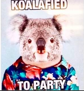 Capturefavekoala.PNG