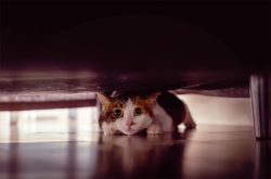 62ea79f944def-cat-nervous-hiding-under-sofa-rf.jpg