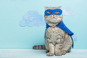 Scottish+fold+cat+dressed+like+a+superhero+in+a+blue+mask+and+cape+-min.jpg