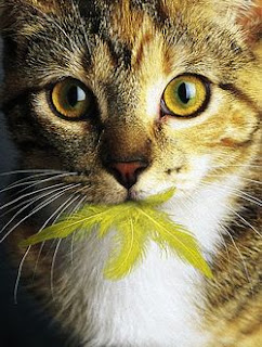 cat canary.jpg