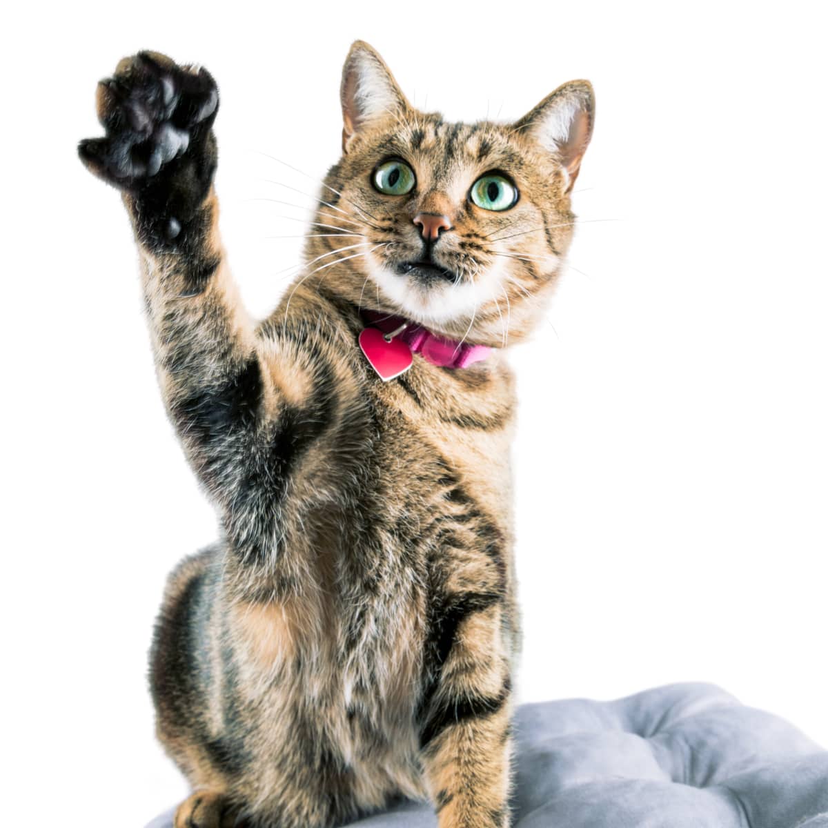 cat-high-five-everyones.jpg