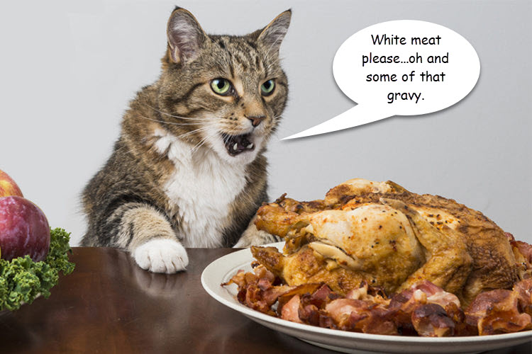 Thanksgiving cat.jpg