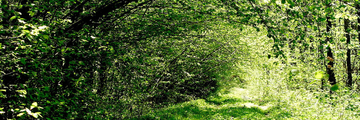 Forest for trees banner 5.jpg