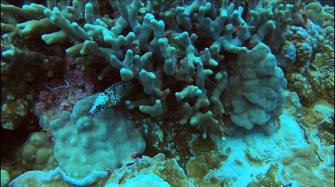 Dragon Moray_cr.jpg