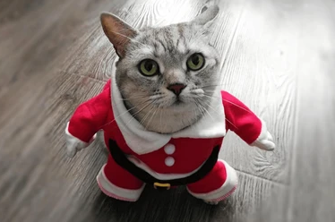 Untitledzzkittyclaus.png