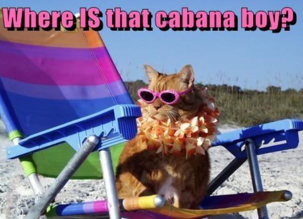 Cat and Cabana.jpg