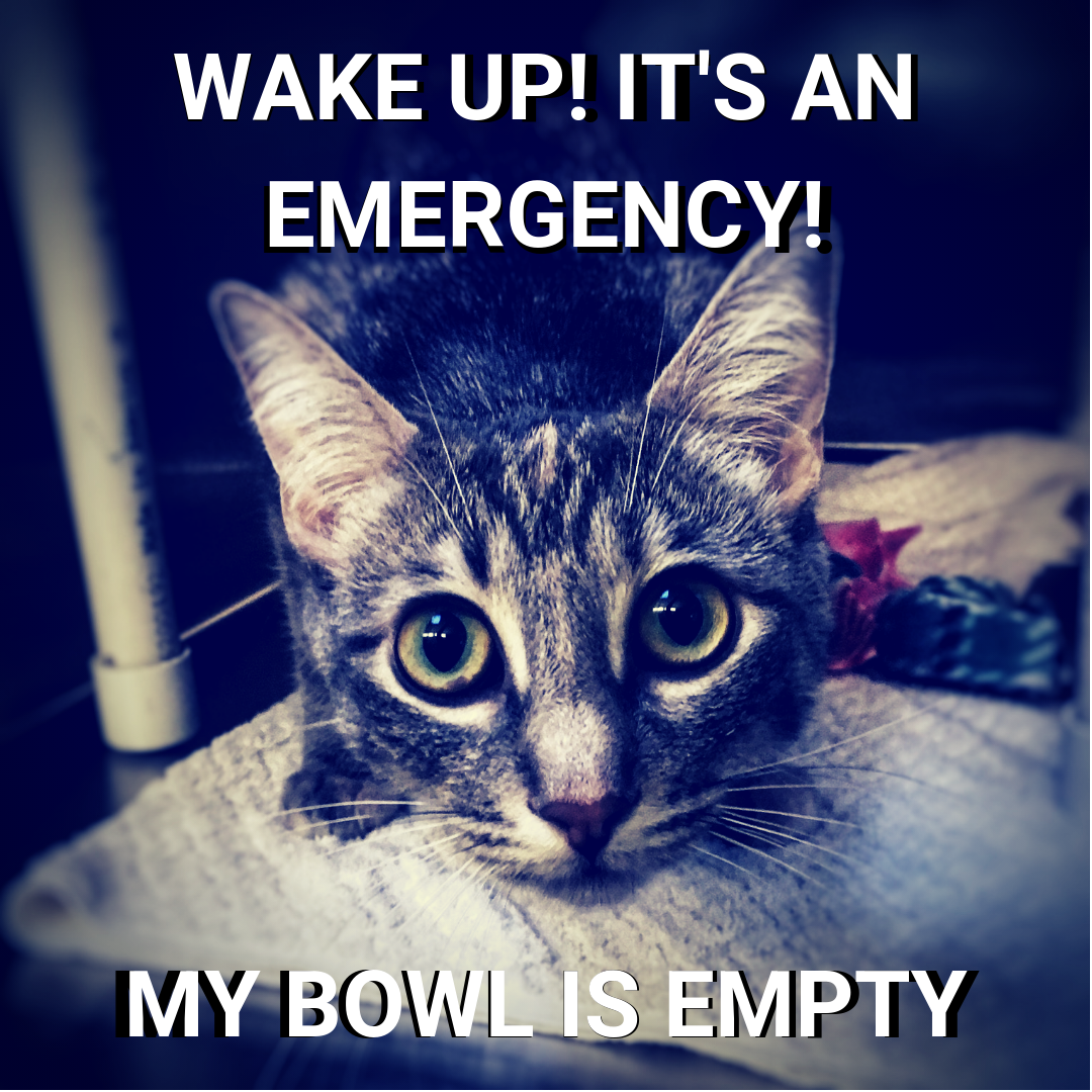 Cat-Wakes-Me-Up-Meme.png