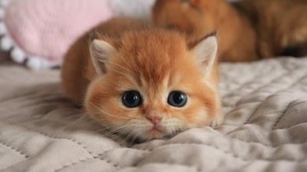 cute litle kitten.jpg