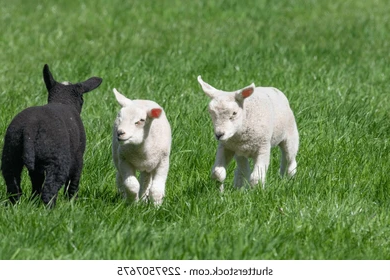 one-black-sheep-two-white-260nw-2297507675.png