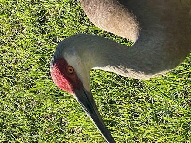 Sandhill Crane.jpg