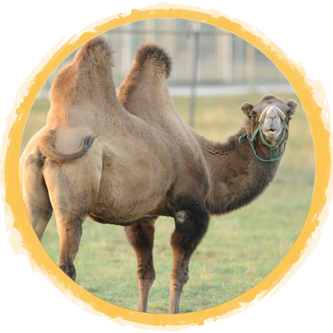 Bactrian-Camel1.png