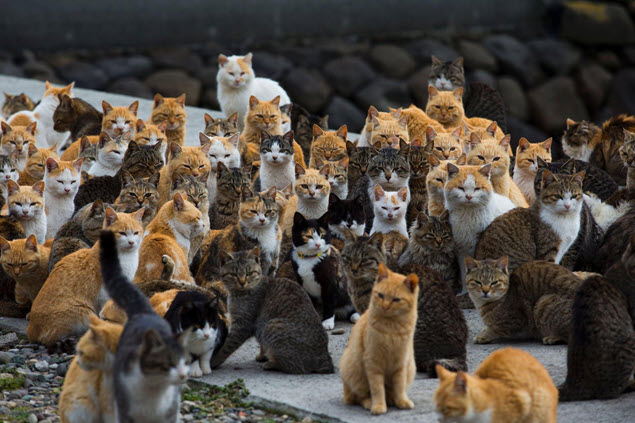 Cat Bunch.jpg