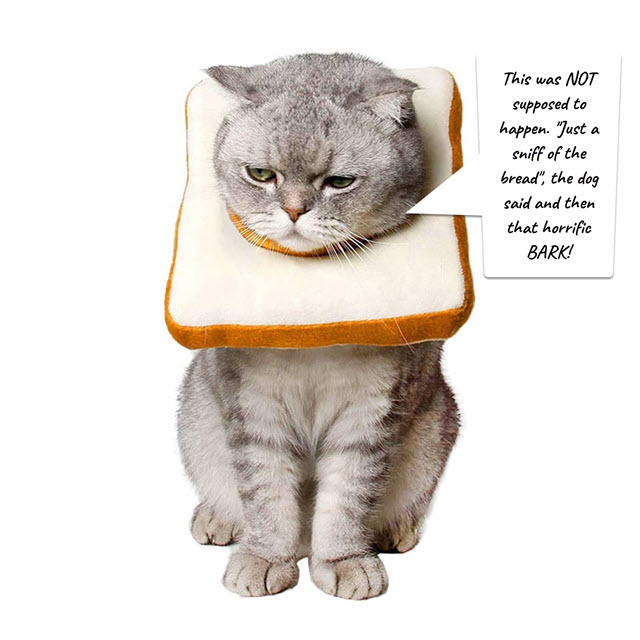 cat cone3.jpg