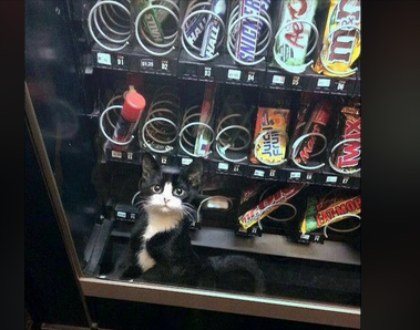 zzkitkat.png