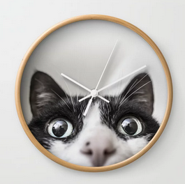 zzcat.png