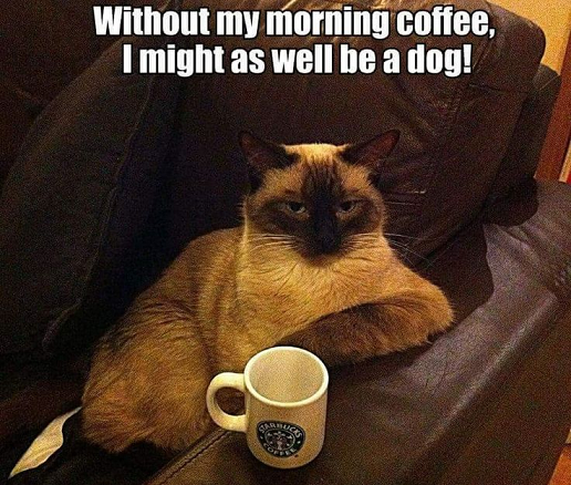 coffeecat.png
