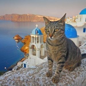 Greek cat.jpg