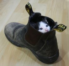 cat in shoe.jpg