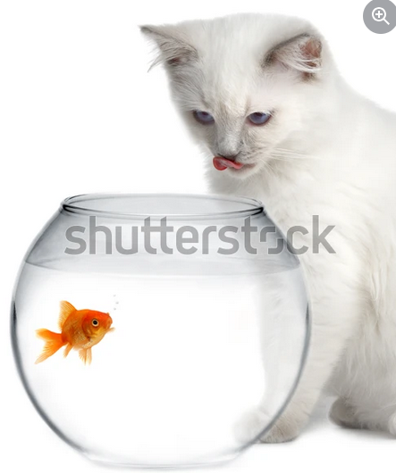 zzcat.png