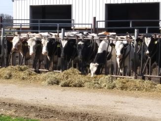 cows6.jpg