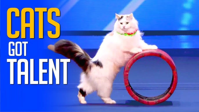 Cats Got Talent.jpg