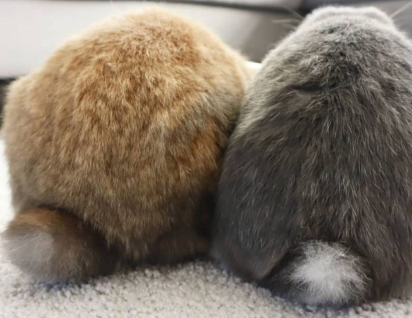 Untitledbunbutts.png