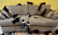 Cats couch.jpg