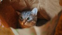 adorable-cat-in-paper-bag-lcbo-elise-and-thomas-blog.jpg