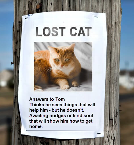 lost cat.png