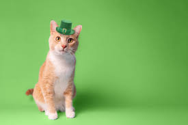 Cat in Green Hat.jpg
