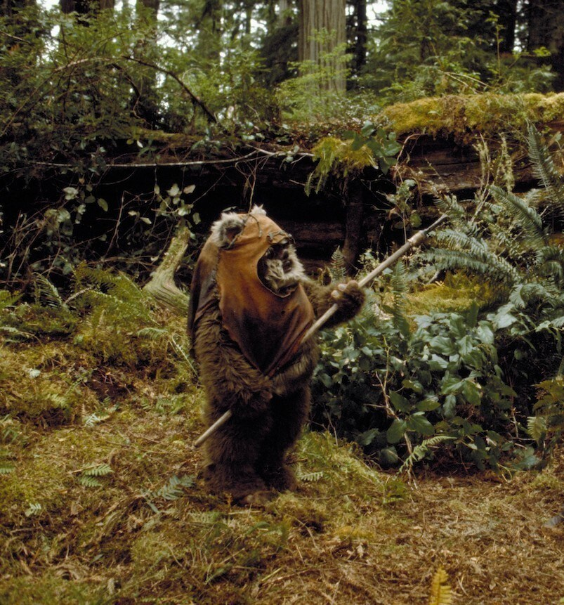 ewok on the wild side.png