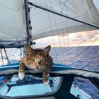 cat sailing.jpg