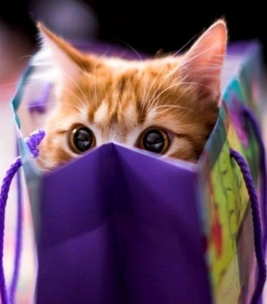 Top-10-Images-of-Cats-In-Bags-2.jpg