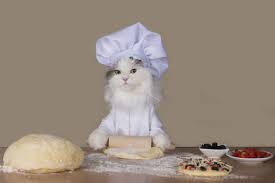 Cat chef.jpg
