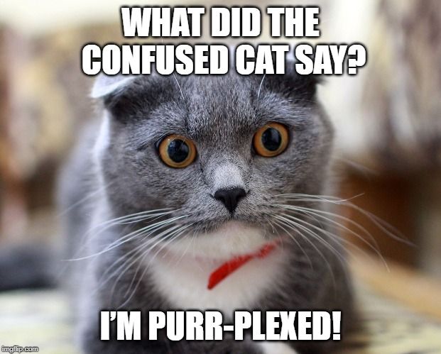 confused cat.jpg