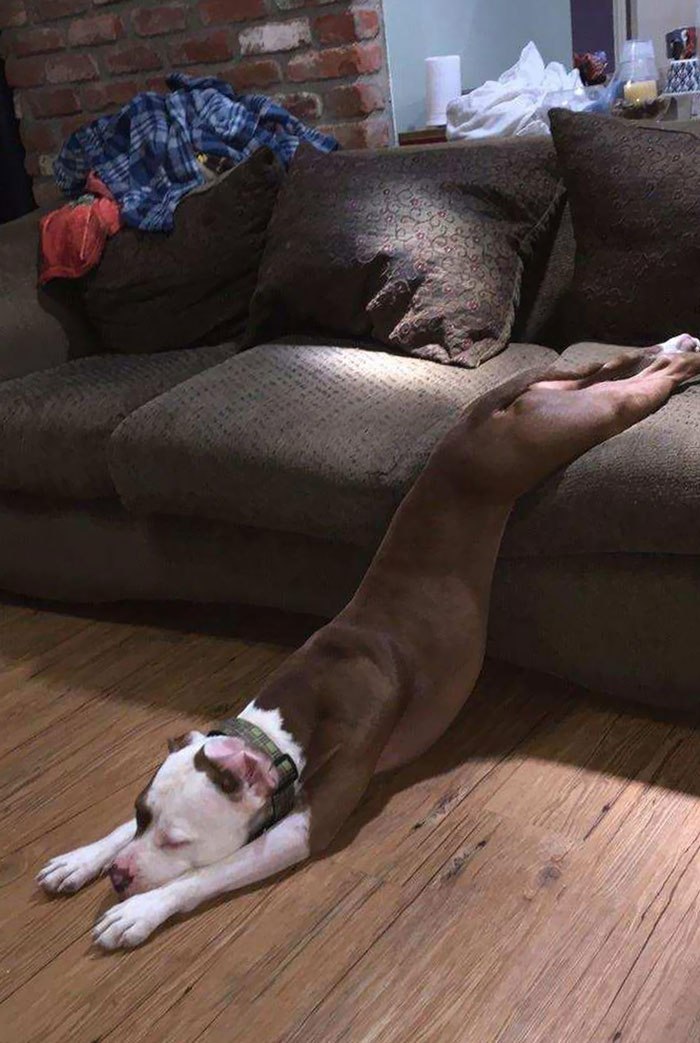 Dog falling off couch.jpg