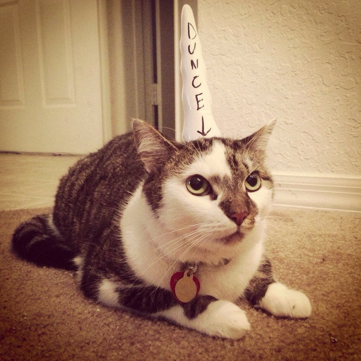 DunceCat.jpg