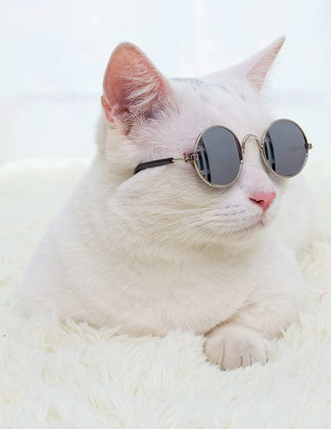 Catglasses.PNG