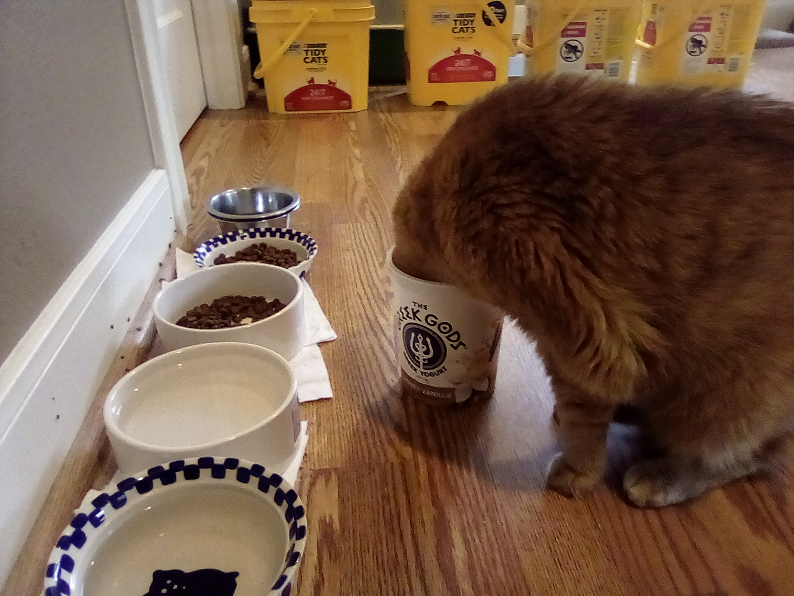 Cat with head in yogurt tub