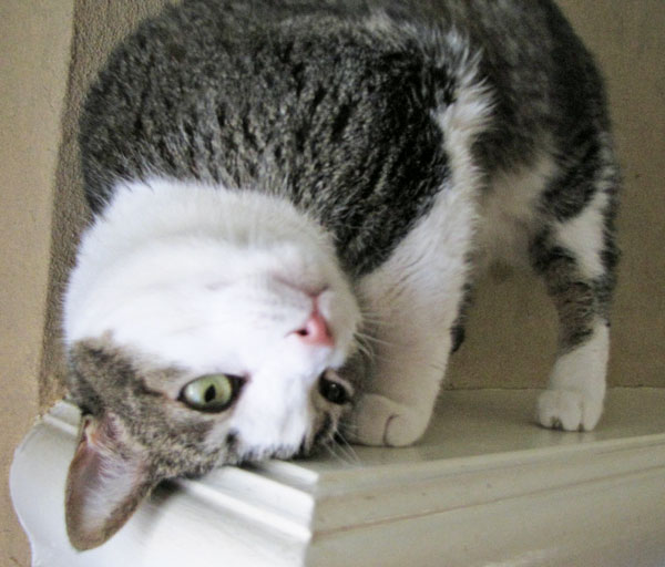 cat_upside_down.jpg