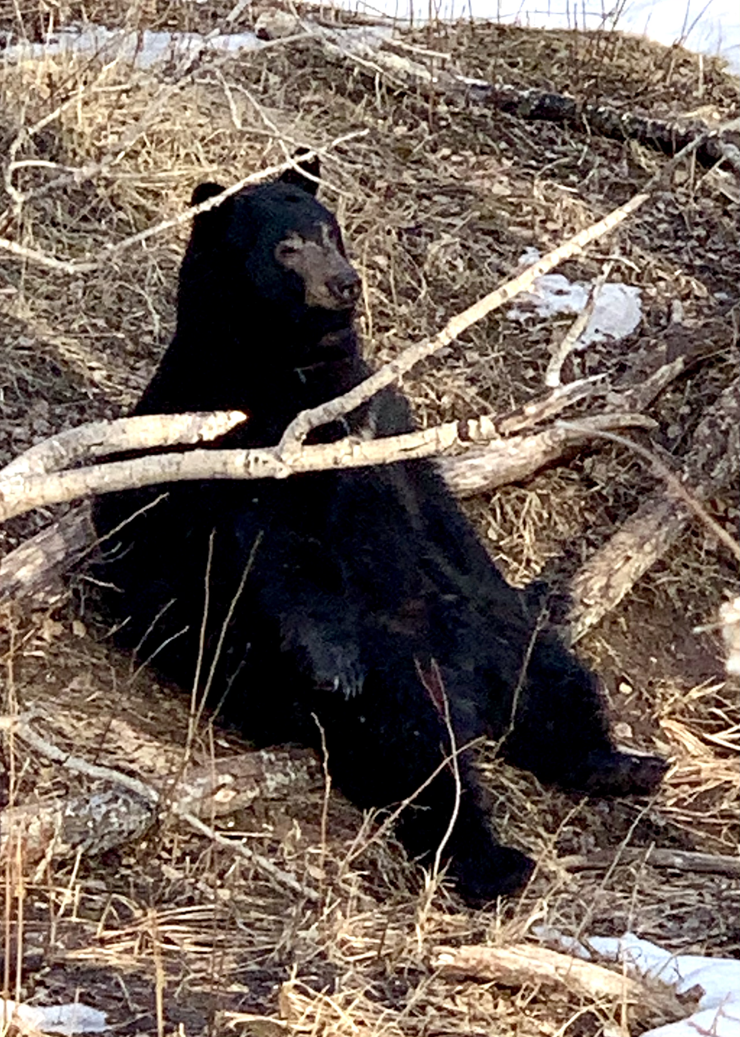 Our neighborhood bear…