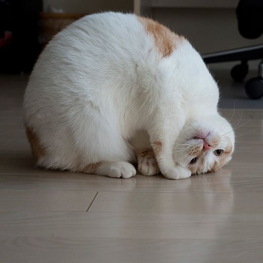 cat_looking_upside_down.jpg