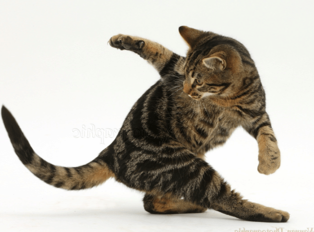 acrobat-cat-chasing-tail.png