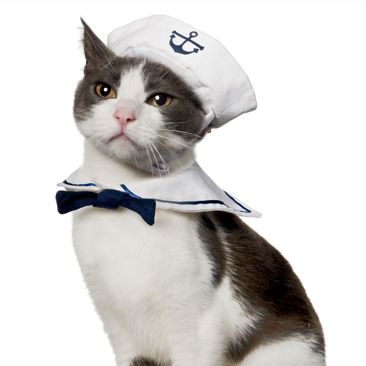 SailorCat.jpg