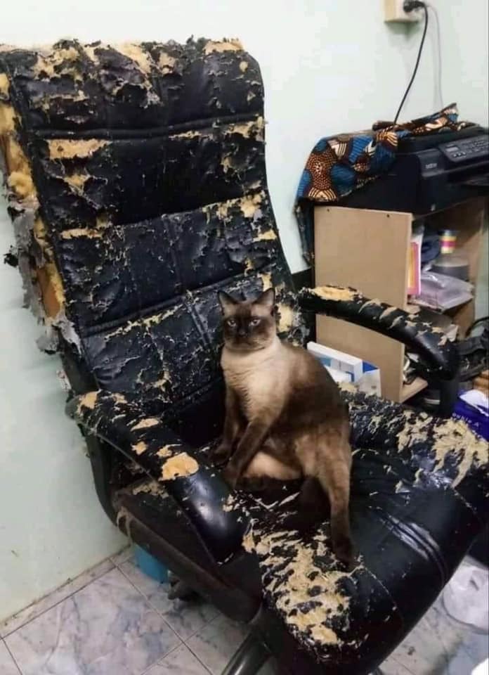 Cat in Scratched chair.jpg